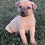 Un Shug assis sur ses pattes arrière avec ses pattes avant sur le sol