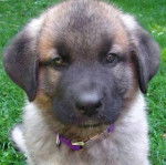 Un Shug assis sur une pelouse herbeuse