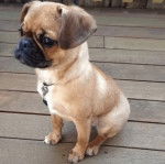 Un Shug assis sur une terrasse en bois