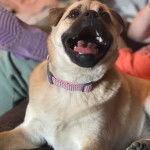 Un Shug assis sur un canapé brun avec une couverture bleue dessus