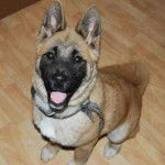 Un Shug assis sur un plancher en bois