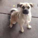 Un Shug assis sur une surface en béton