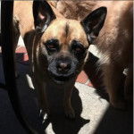 Un Shug debout au sol et faisant face à la caméra