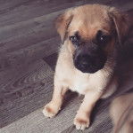 Un Shug assis sur un plancher en bois