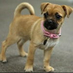 Un Shug portant un collier et debout au sol