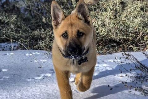 Un Shug se promenant dans la neige