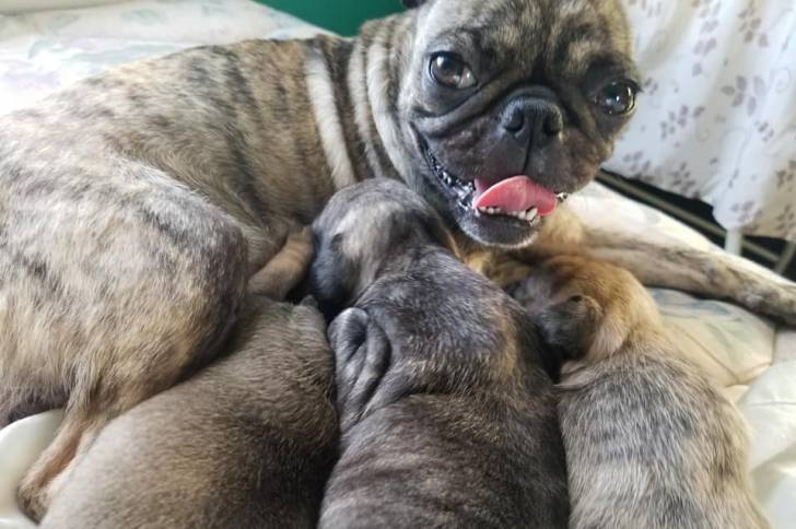 Des chiots Shugs qui têtent leur mère