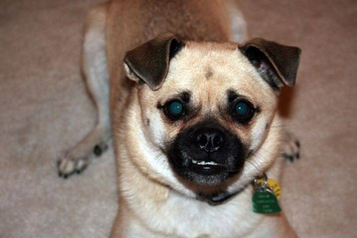 Un Shug faisant face à la caméra et assis au sol 