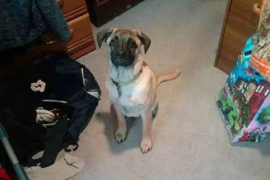 Un Shug assis sur un tapis dans un salon