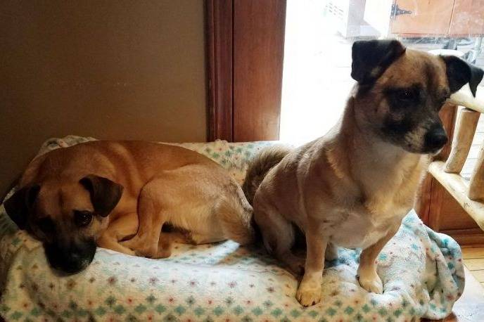 Deux Shugs assis l'un à côté de l'autre