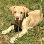 Un American Pit Corso assis sur de l'herbe