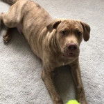 Un American Pit Corso allongé sur une moquette