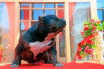 Un American Pit Corso assis sur un tapis rouge