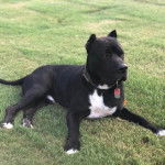 Un American Pit Corso allongé sur une pelouse verdoyante