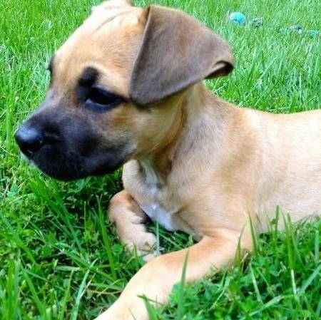 Un American Pit Corso allongé dans l'herbe