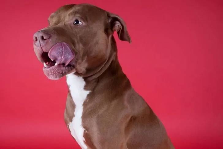 Photo prise de profil d'un American Pit Corso assis sur un fond rouge avec sa langue sortie