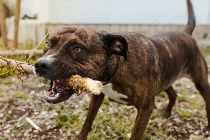 Un American Pit Corso se tenant sur une zone herbeuse avec une branche dans sa bouche