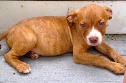 Un American Pit Corso allongé sur une terrasse en bois