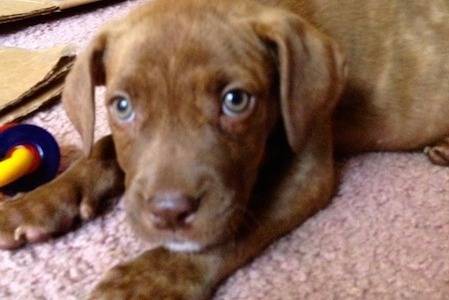 Un American Pit Corso allongé au sol