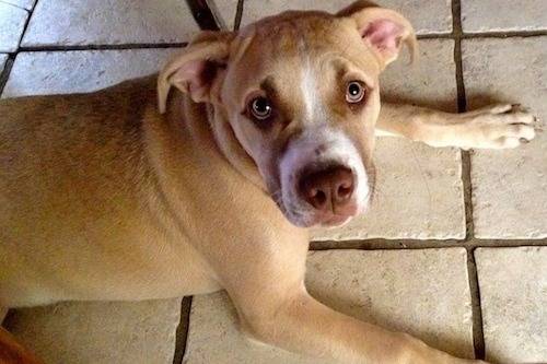 Un American Pit Corso fixant la caméra vers le haut et allongé au sol