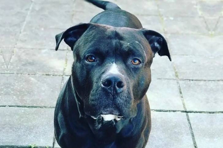 Un American Pit Corso assis sur une terrasse