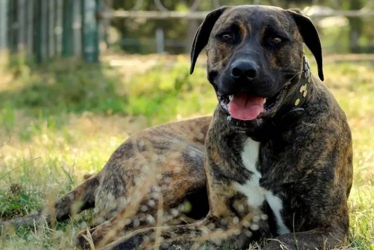 Un American Pit Corso allongé dans un champ herbeux
