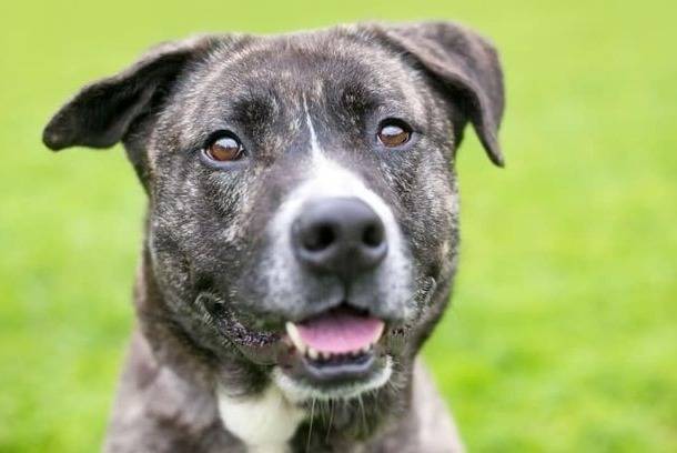 Photo du visage d'un American Pit Corso