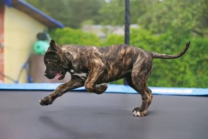 Un American Pit Corso s'amusant sur un trampoline