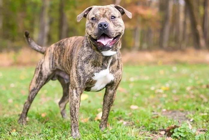 Un American Pit Corso debout dans une zone herbeuse