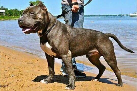 Un American Pit Corso tenu en laisse au bord d'une plage