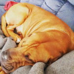 Un Blue Blood Cane Corso allongé sur un canapé