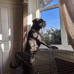 Un Blue Blood Cane Corso debout au bord d'une fenêtre