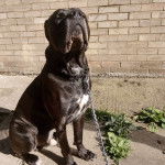 Un Blue Blood Cane Corso en laisse et debout sur un sol en béton
