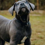 Un Blue Blood Cane Corso debout dans un pâturage vert