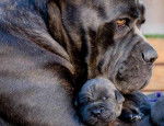 Photo d'un Blue Blood Cane Corso et ses enfants