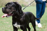 Un Blue Blood Cane Corso tenu en laisse dans un jardin