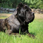 Un Blue Blood Cane Corso allongé dans une pelouse verdoyante