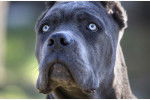 Photo du visage d'un Blue Blood Cane Corso