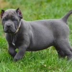 Un Blue Blood Cane Corso marchant dans un pâturage vert