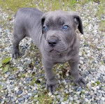 Un Blue Blood Cane Corso debout sur du gravier