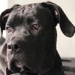 Photo du visage d'un Blue Blood Cane Corso