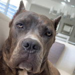 Un Blue Blood Cane Corso faisant face à la caméra