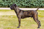 Un Blue Blood Cane Corso debout sur une pelouse verdoyante