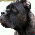 Photo de la tête d'un Blue Blood Cane Corso