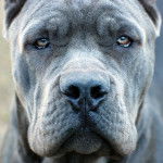 Photo du visage d'un Blue Blood Cane Corso