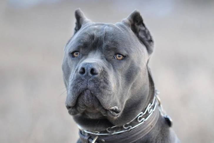 Photo de la tête d'un Blue Blood Cane Corso