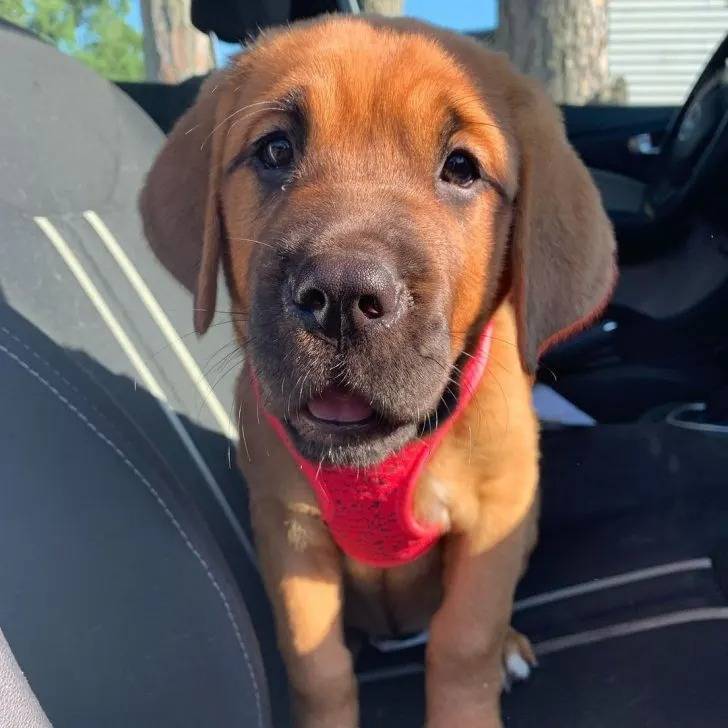 Un Blue Blood Cane Corso portant un harnais et assis sur le siège d'une voiture