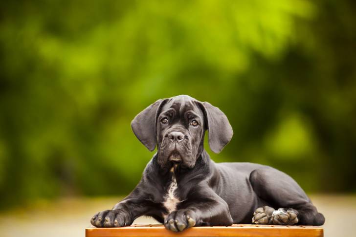 Un Blue Blood Cane Corso allongé avec de la verdure en arrière-plan