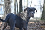Un Blue Blood Cane Corso portant un collier autour du cou et regardant vers la caméra 