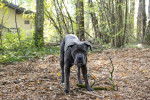 Un Blue Blood Cane Corso dans une forêt